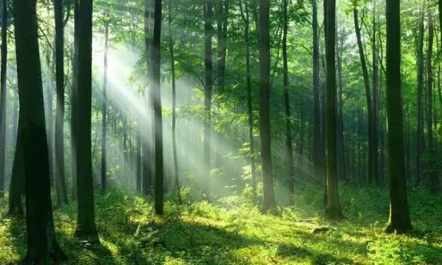 Konservasi Pohon Langka Untuk Lingkungan Berkelanjutan