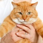 Cara Merawat Kucing Agar Tetap Sehat Dan Aktif