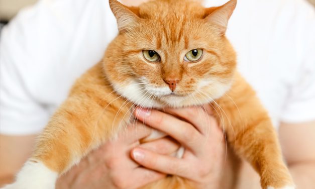 Cara Merawat Kucing Agar Tetap Sehat Dan Aktif