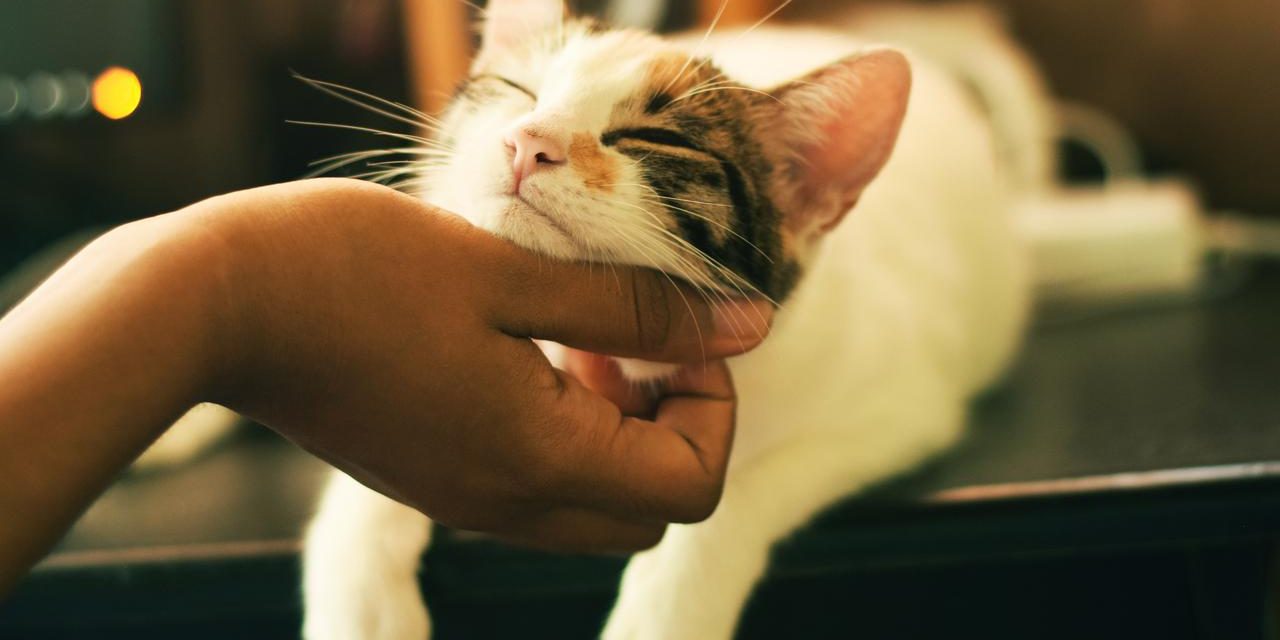 Mengatasi Masalah Umum Kucing: Dari Kesehatan Hingga Perilaku