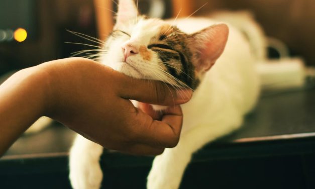 Mengatasi Masalah Umum Kucing: Dari Kesehatan Hingga Perilaku