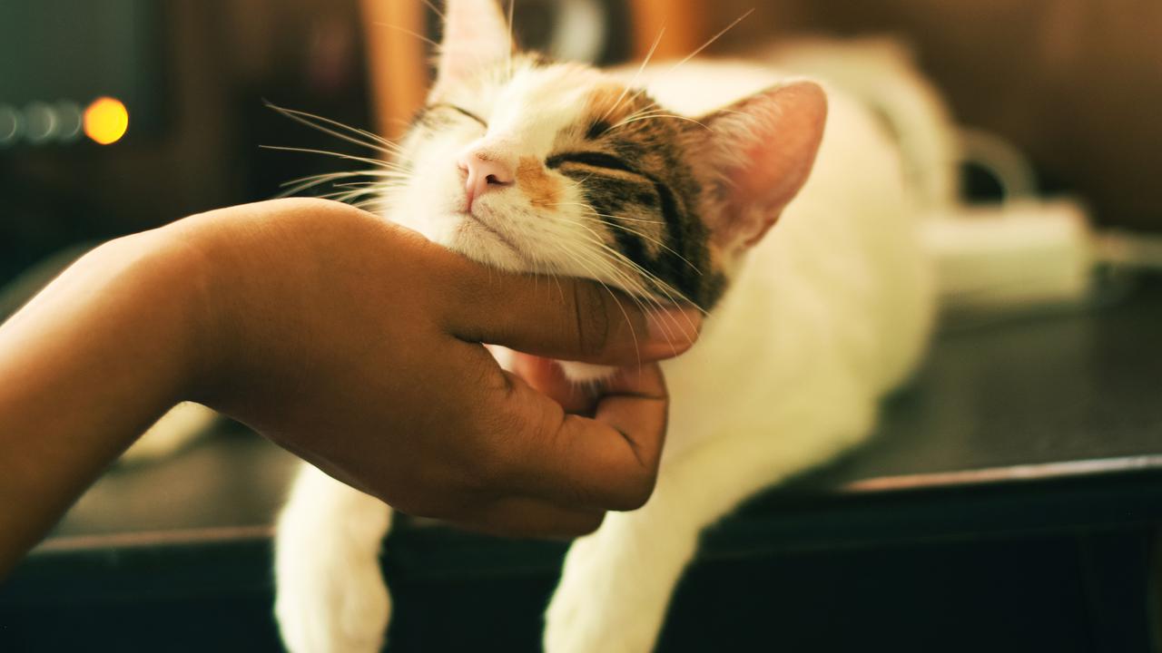 Mengatasi Masalah Umum Kucing: Dari Kesehatan Hingga Perilaku