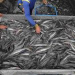 Panduan Lengkap Ternak Lele Untuk Pemula Hingga Panen