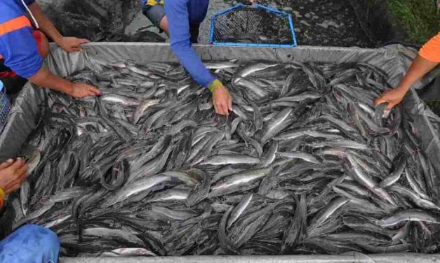 Panduan Lengkap Ternak Lele Untuk Pemula Hingga Panen