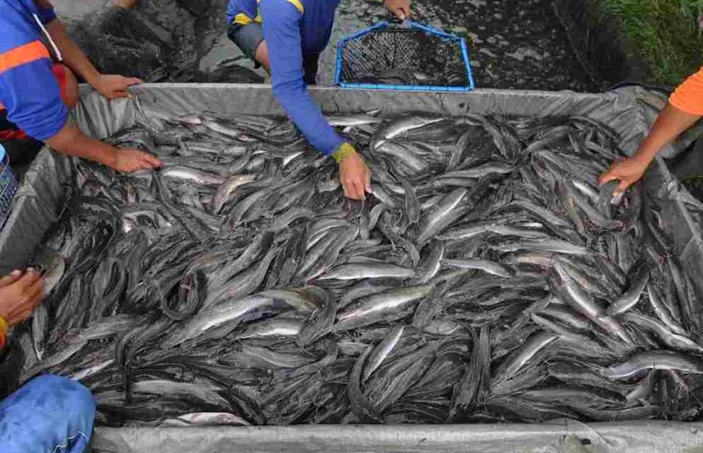Panduan Lengkap Ternak Lele Untuk Pemula Hingga Panen