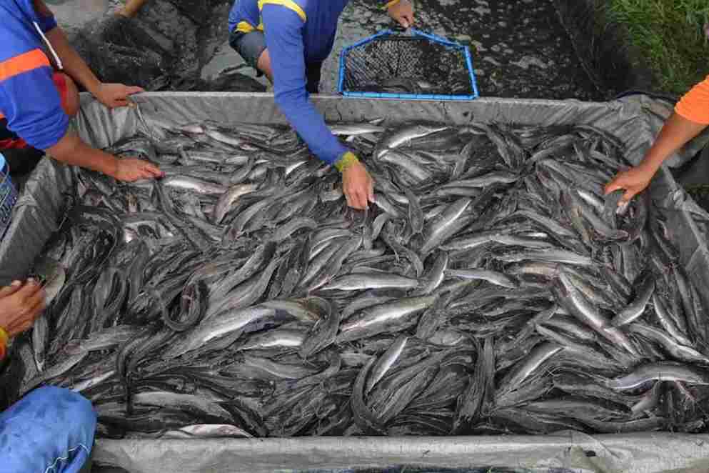 Panduan Lengkap Ternak Lele Untuk Pemula Hingga Panen