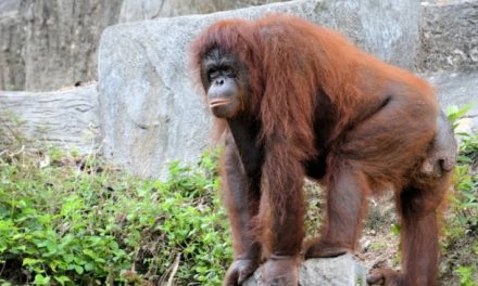 Fakta Menarik Tentang Orangutan Dan Upaya Pelestariannya