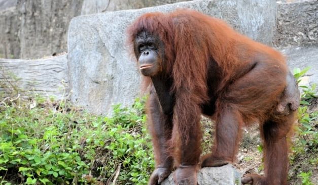 Fakta Menarik Tentang Orangutan Dan Upaya Pelestariannya