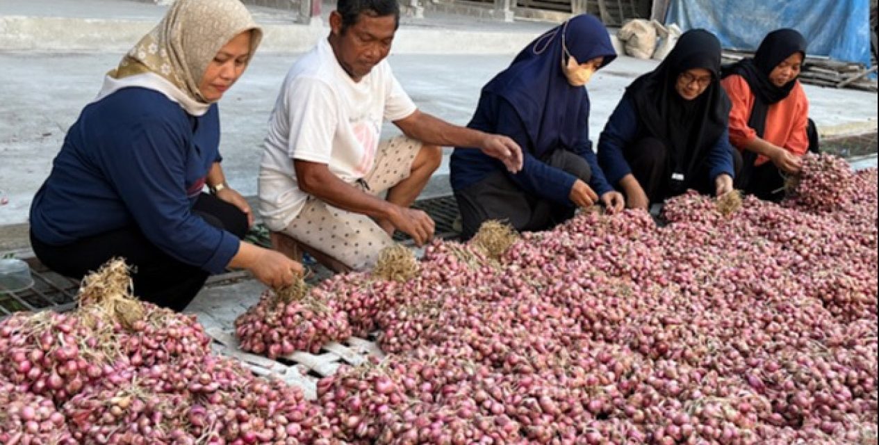 Petani Bawang Lokal Hadapi Tantangan Cuaca Dan Biaya Produksi
