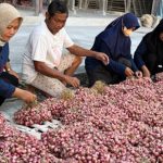 Petani Bawang Lokal Hadapi Tantangan Cuaca Dan Biaya Produksi