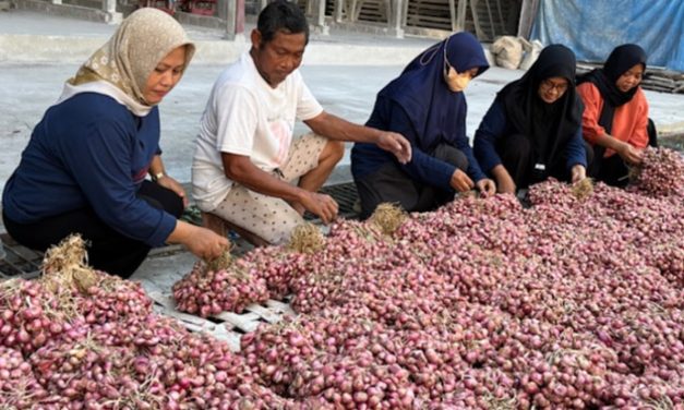 Petani Bawang Lokal Hadapi Tantangan Cuaca Dan Biaya Produksi