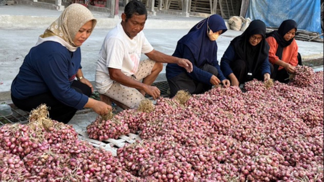 Petani Bawang Lokal Hadapi Tantangan Cuaca Dan Biaya Produksi