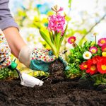 Panduan Memulai Hobi Berkebun Di Lahan Sempit