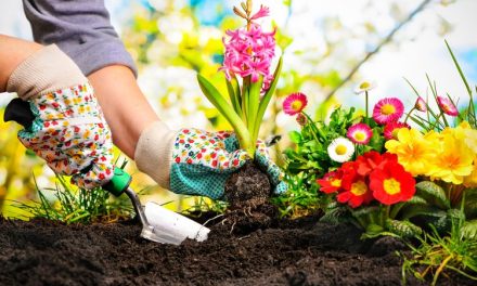 Panduan Memulai Hobi Berkebun Di Lahan Sempit