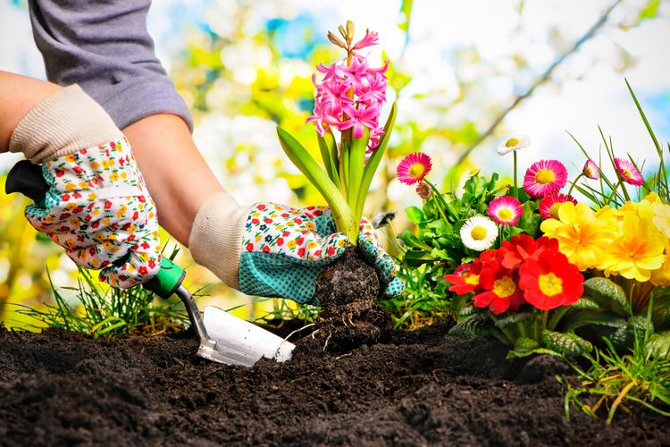 Panduan Memulai Hobi Berkebun Di Lahan Sempit