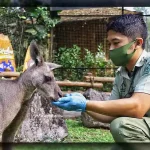 Hewan Dan Lingkungan: Menjaga Habitat Kelangsungan Satwa