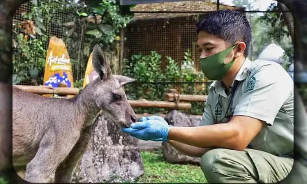 Hewan Dan Lingkungan: Menjaga Habitat Kelangsungan Satwa