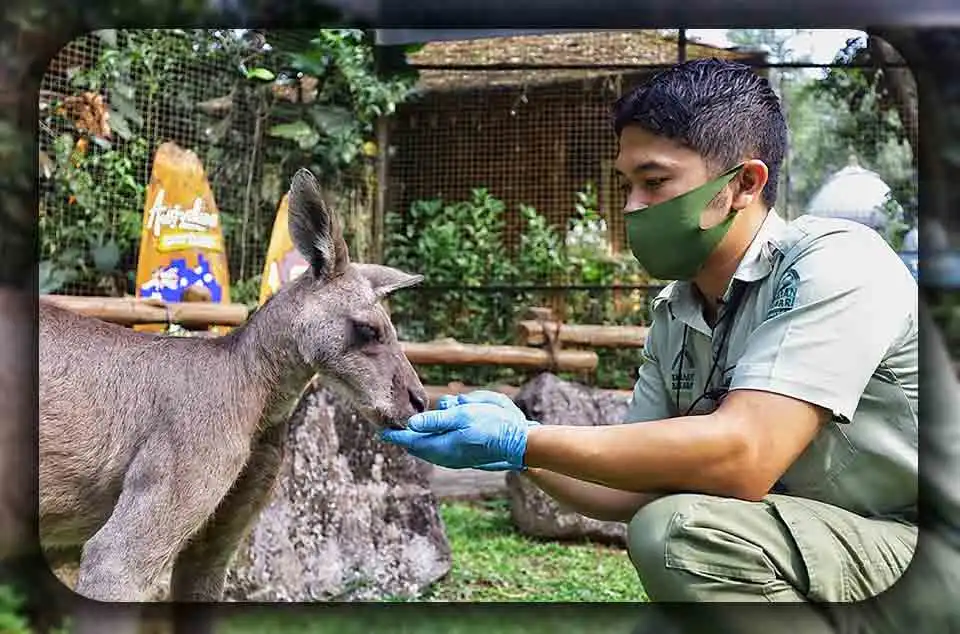 Hewan Dan Lingkungan: Menjaga Habitat Kelangsungan Satwa