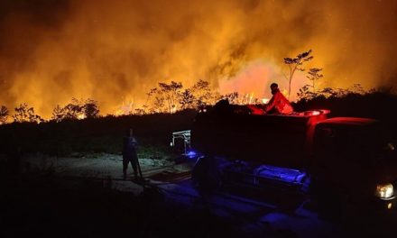 Tanggapan Pemerintah Mengenai Kebakaran Hutan Di Kalimantan