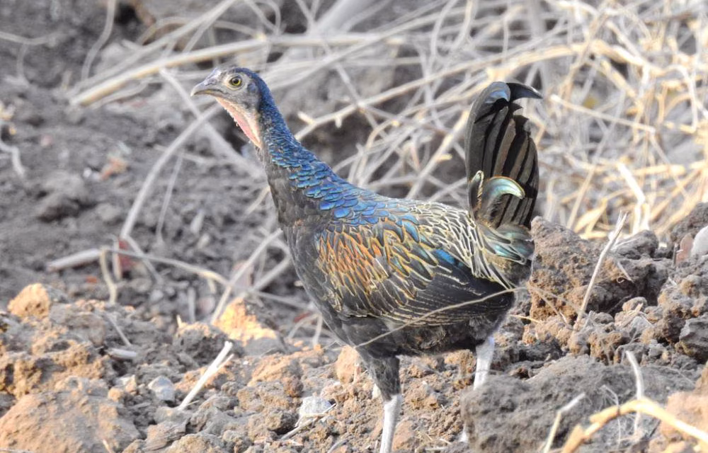 Ayam Hutan: Mengenal Satwa Liar Dan Habitat Alaminya