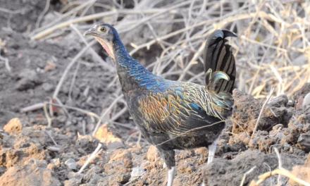 Ayam Hutan: Mengenal Satwa Liar Dan Habitat Alaminya