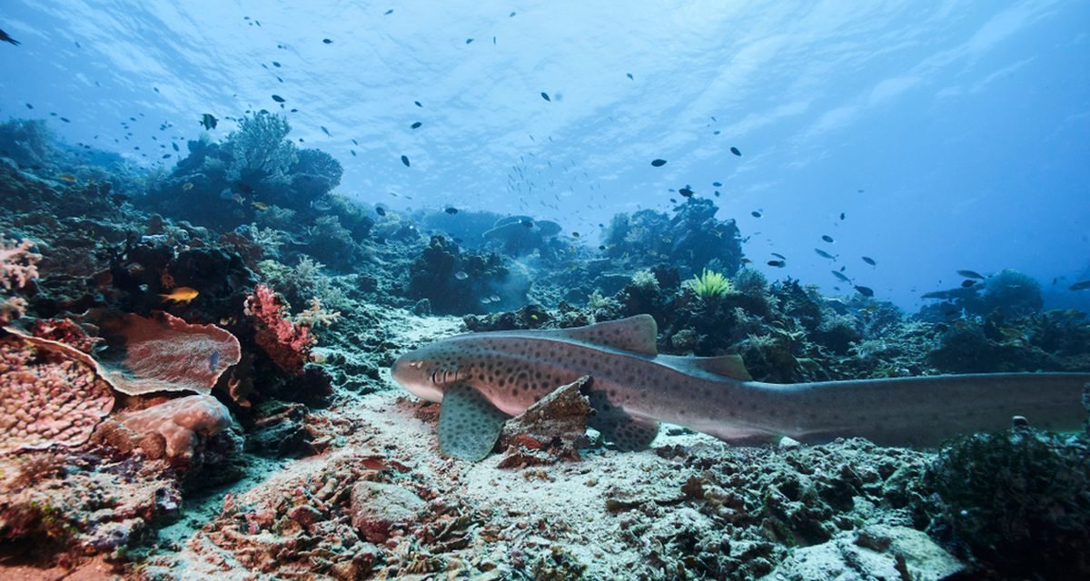 Laut Maluku: Kekayaan Bahari Potensi Wisata Indonesia Timur