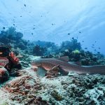Laut Maluku: Kekayaan Bahari Potensi Wisata Indonesia Timur
