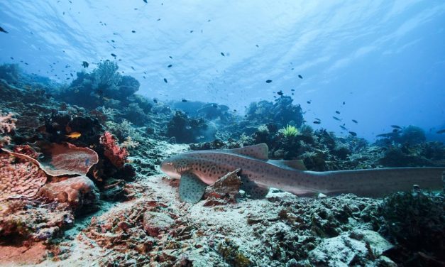 Laut Maluku: Kekayaan Bahari Potensi Wisata Indonesia Timur