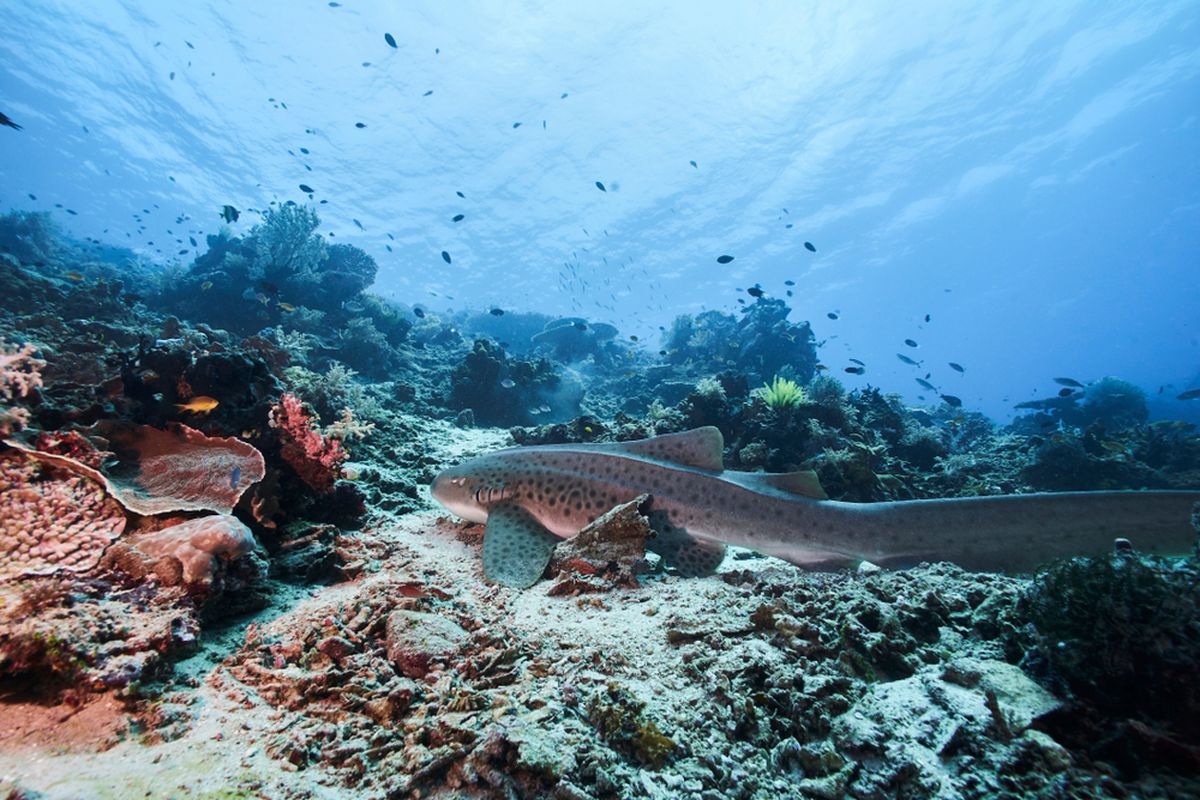 Laut Maluku: Kekayaan Bahari Potensi Wisata Indonesia Timur