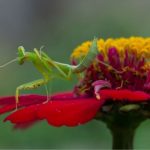 Seni Fotografi Makro: Ungkap Detail Kecil Yang Sering Terabaikan