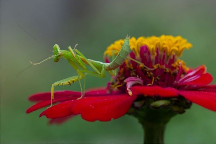 Seni Fotografi Makro: Ungkap Detail Kecil Yang Sering Terabaikan